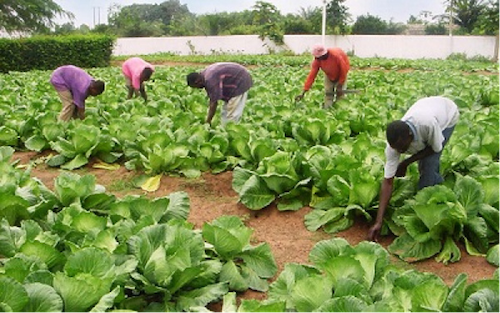 Le gouvernement lance le recensement des acteurs agricoles pour la création d’une bourse agricole